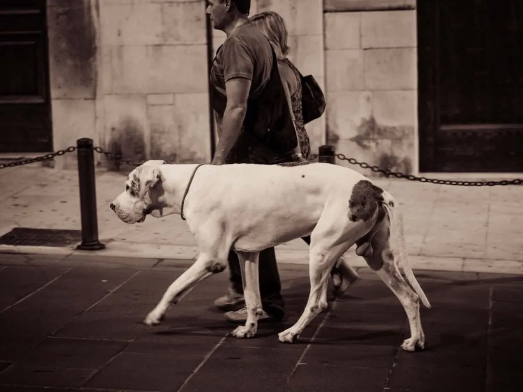 pair Two dogs cross the flagstones of an Ortygia lane