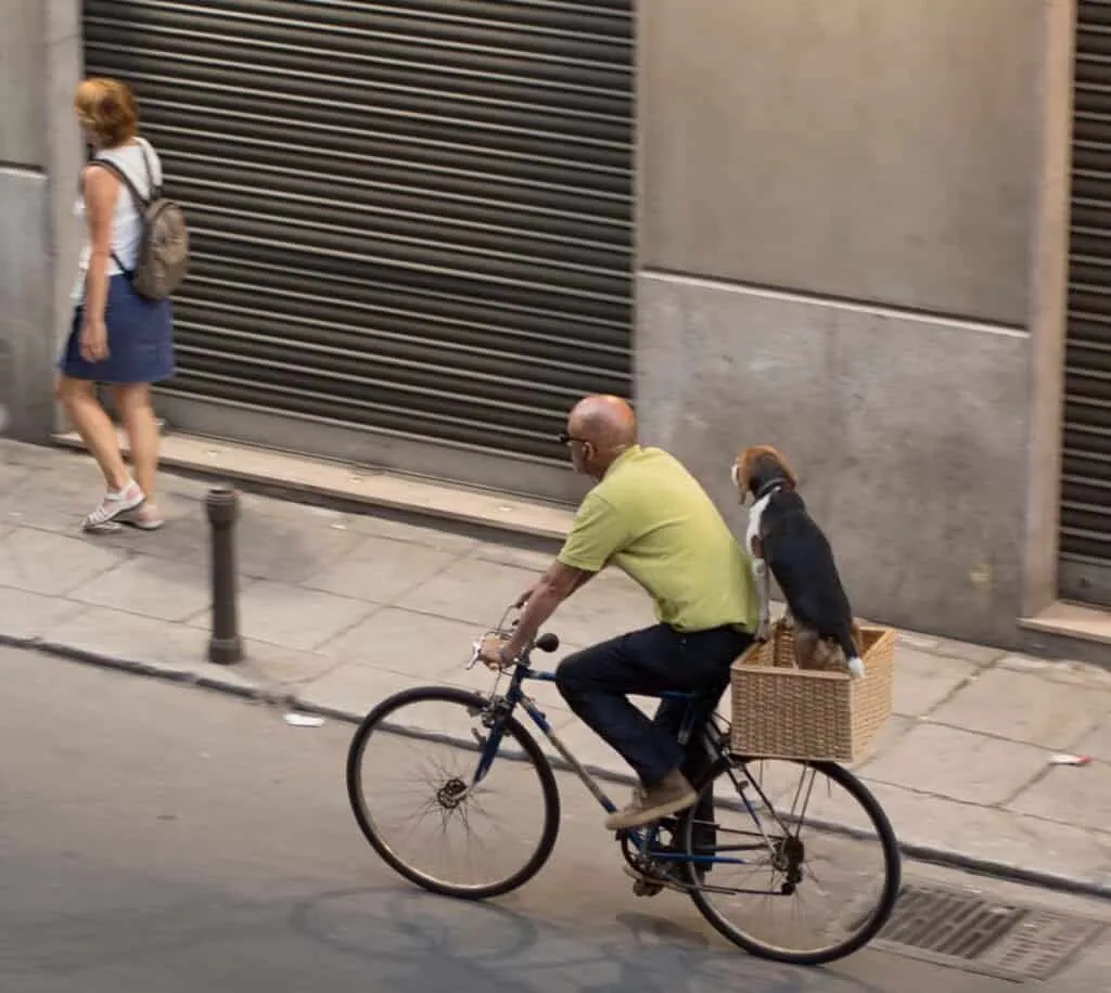 pair A Palermitano cycles past shuttered shopfronts, dog riding behind