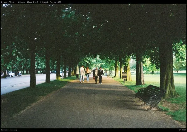 A tree-lined avenue in soft light, shot on film.