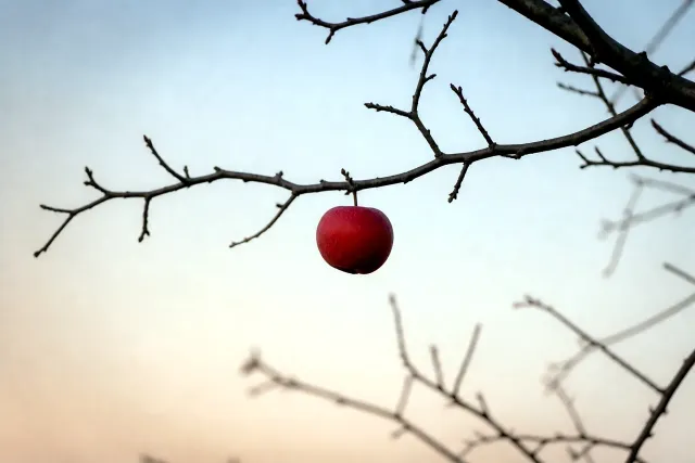 A single ripe red apple hanging from one bare branch against a pale dawn sky.